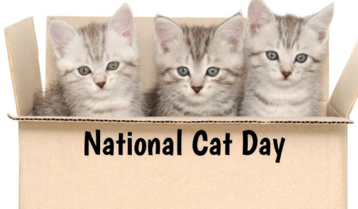 National Cat Day 2022