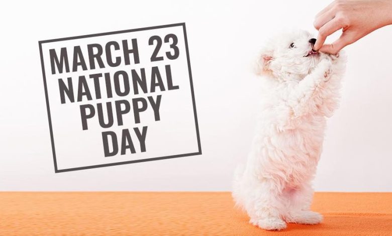 Happy National Puppy Day 2024