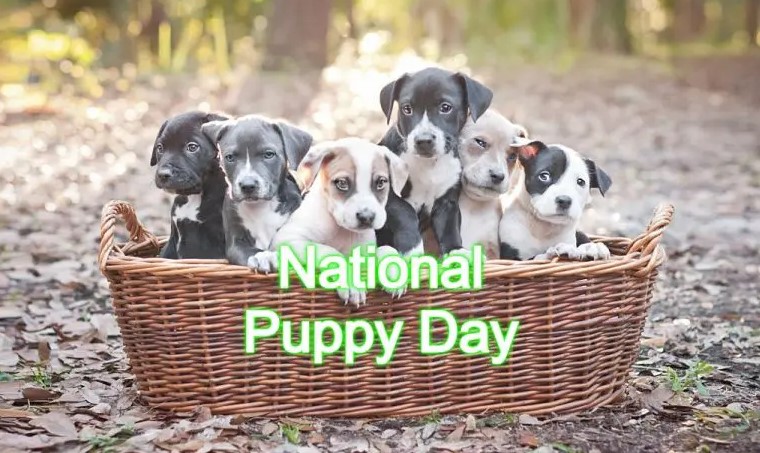 Happy National Puppy Day
